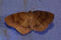 Plagodis pulveraria