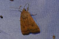 Noctua interjecta