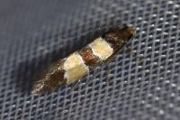 Goidanichiana jourdheuillella