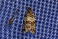 Isotrias rectifasciana