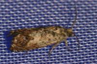 Pammene fasciana