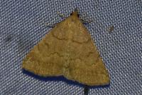 Pechipogo strigilata