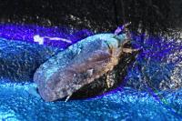 Agonopterix purpurea