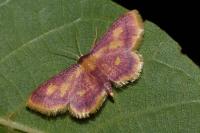 Idaea muricata