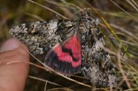 Catocala promissa
