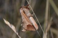 Clostera curtula