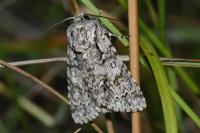 Acronicta auricoma