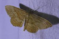 Idaea ochrata