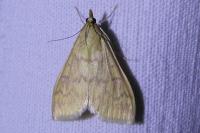 Ostrinia nubilalis