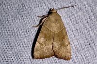 Cosmia trapezina