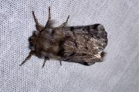 Thaumetopoea pityocampa