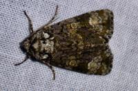Craniophora ligustri