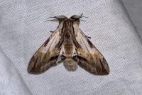 Harpyia milhauseri