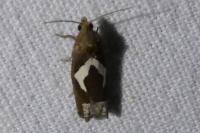 Epiblema foenella