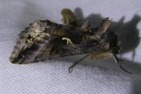 Autographa gamma