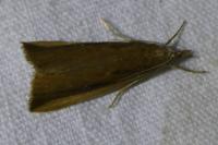 Donacaula mucronella