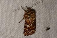 Anarta myrtilli