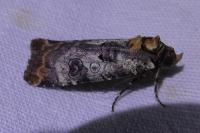 Epilecta linogrisea