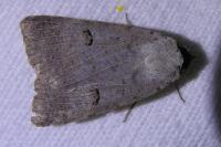Lygephila pastinum
