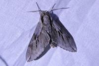 Hyloicus pinastri