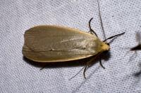 Collita griseola