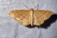 Idaea ochrata