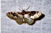 Idaea rusticata