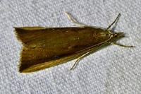 Schoenobius gigantella