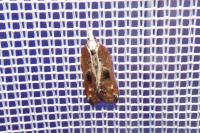 Acleris cristana