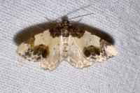 Ligdia adustata