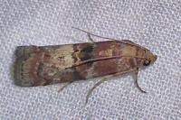 Phycita roborella