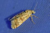 Aethes williana