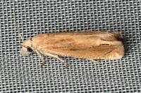 Eucosma obumbratana
