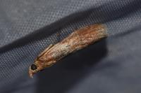 Selagia spadicella