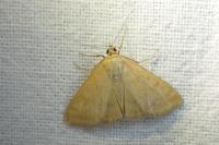 Sitochroa verticalis