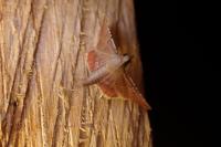 Endotricha flammealis
