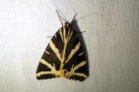Euplagia quadripunctaria