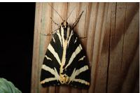 Euplagia quadripunctaria