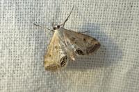 Cataclysta lemnata