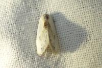 Cilix glaucata/hispanica