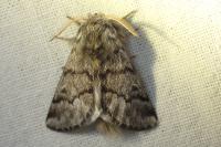 Thaumetopoea pityocampa
