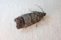 Cydia pomonella