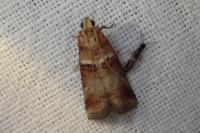Acrobasis tumidana