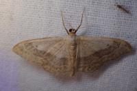 Idaea aversata