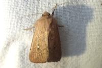 Mythimna albipuncta