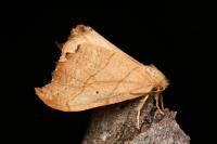 Falcaria lacertinaria