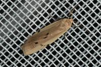 Pelosia muscerda