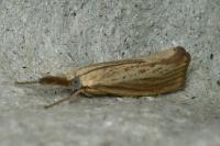 Agriphila straminella