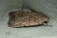 Caradrina clavipalpis