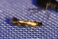 Bucculatrix nigricomella